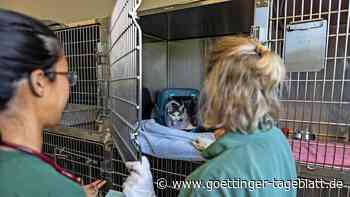 Katze in Moringen ausgesetzt? Polizei Northeim sucht Zeugen - Göttinger Tageblatt