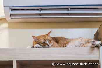 Pets being pampered with AC units, BC Hydro study finds - Squamish Chief