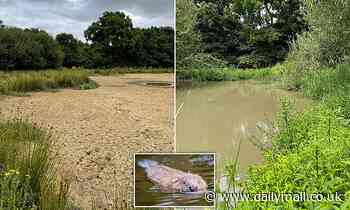 Beavers maintain wetlands that would otherwise become 'muddy puddles' in drought