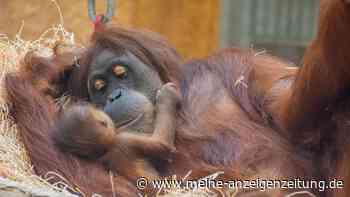 Dortmunder Zoo vermeldet Orang-Utan-Nachwuchs