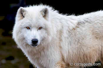 Escaped Arctic wolf in Port Colborne shot and killed by Niagara police - Cottage Life
