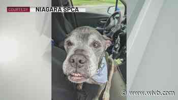 Niagara SPCA helping elderly dog check off bucket list