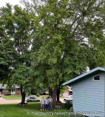 Tecumseh tree joins state champions - newschannelnebraska.com