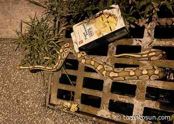 Snake found in Markham sewer 'stuff nightmares are made of' - Toronto Sun