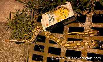 'Stuff of nightmares': 4-foot python discovered in Markham drain - muskokaregion.com