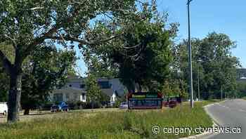 Calgary aim to strike balance between manicured and sustainable green space | CTV News - CTV News Calgary