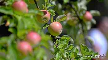 Hagen: Frühe Ernte – Tausche bald Äpfel gegen Kuchen - WP News