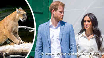 Puma bedroht ihr Luxus-Anwesen: Harry und Meghan in Alarmbereitschaft