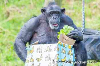 Chimpanzee Lizzie celebrates milestone birthday at Belfast Zoo - Barrhead News