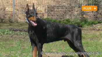 Mann aus Neu-Ulm soll geliehenen Hund über Ebay-Kleinanzeigen verkauft haben