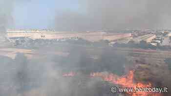 Fiamme nel quartiere San Paolo di Bari: incendio divampa in un terreno di via Candura - BariToday