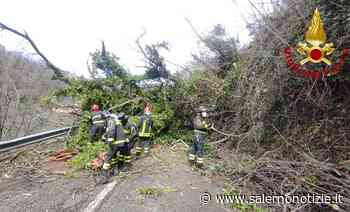 Violento maltempo ad Agropoli: smottamenti e alberi caduti sulle strade - Salernonotizie.it