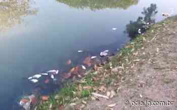 Grande quantidade de peixes mortos é observada no Rio Mataruna, em Araruama | Araruama | O - O Dia