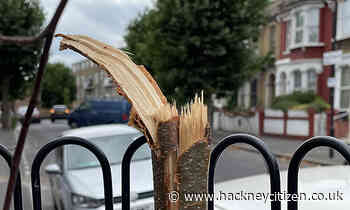 Residents report ‘demoralising’ vandalism of new street trees across Hackney