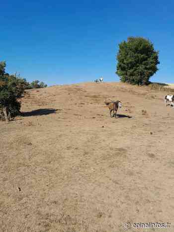 La sécheresse inquiète les agriculteurs vosgiens - Epinal infos - Epinal Infos