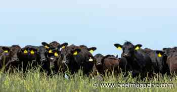 Tips to manage pasture during dry, drought times