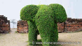 Akku-Heckenscheren: 5 Favoriten von Stiftung Warentest 2022