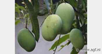 Ghanese mango-export steeg 28% - AGF.nl