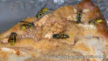 Wespen fliegen gerne ins Gesicht – aggressives Verhalten Schuld?