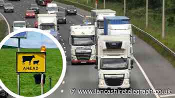 Delays on M6 northbound following crash involving sheep on the carriageway