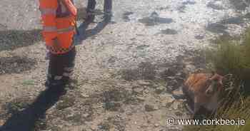 Big-hearted Coast Guard members save deer after it falls from river bank in East Cork - Cork Beo