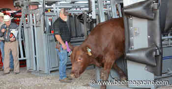 Cattle demos offer chute comparisons, entertainment