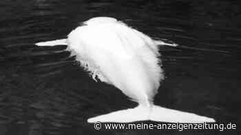 Rettungsaktion in Frankreich endet tragisch: Belugawal aus der Seine verstorben