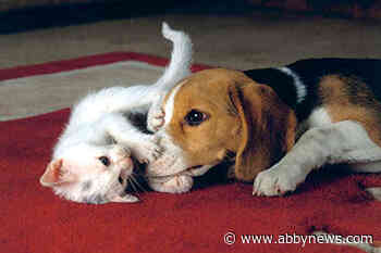 British Columbians willing to pay the price to keep their pets cool, says BC Hydro