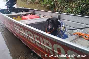Após ser resgatado nas margens do rio Negro, cachorro precisa de novo lar - Riomafra Mix