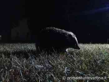 Verona, ragazzini uccidono a sassate due ricci del parco “La Capannina MCP” - Prima Verona