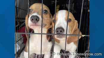 Beagles rescued from breeding facility up for adoption at Virginia Beach SPCA