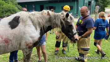 Horse rescued from ditch in Chesapeake
