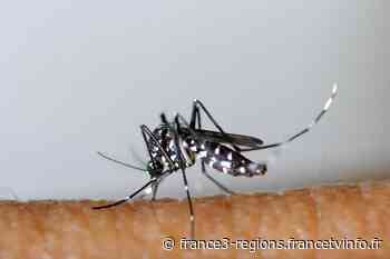 Un cas de dengue détecté à Fayence dans le Var - France 3 Régions