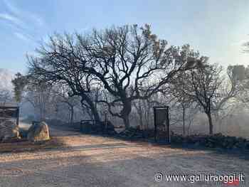 Calangianus, parte la bonifica nelle campagne devastate dall'incendio - Gallura Oggi