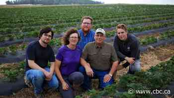 Central Alberta farmers hit by hailstorm ask for fruit and vegetable crop insurance