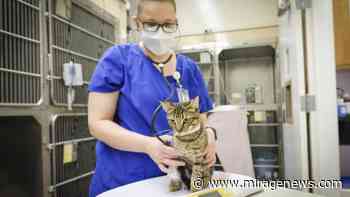 UC Davis Launches Clinical Trials to Treat Deadly Coronavirus Disease in Cats - Mirage News