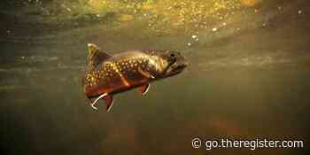 Microwaved fish could help scientists create sustainable LEDs