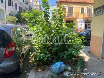 Crotone, in via Reggio un "muro verde" con vista sul mare ~ CrotoneOk.it - CrotoneOK.it
