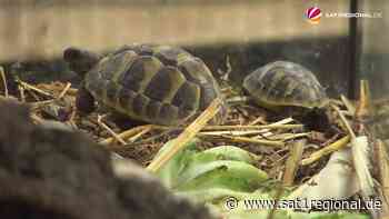 VIDEO | Reptilien-Fan aus Hasbergen züchtet Schildkröten - Sat.1 Regional