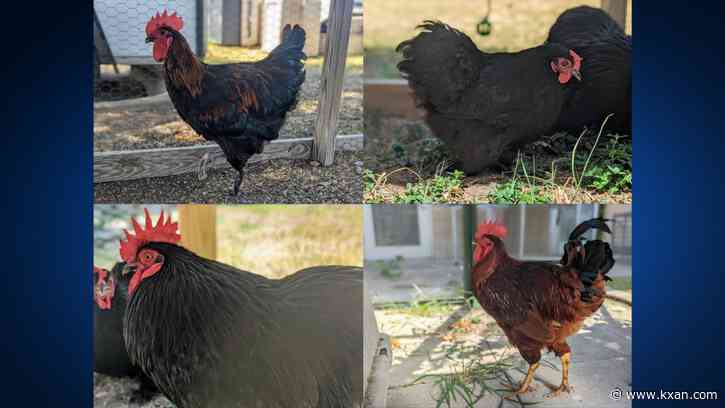 Williamson County animal shelter at critical capacity after rescuing 44 animals