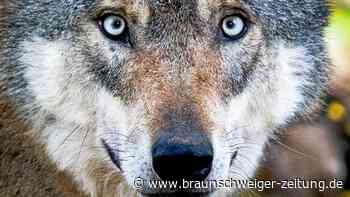 Hannover: Wolf gesichtet – mitten in einem Wohngebiet