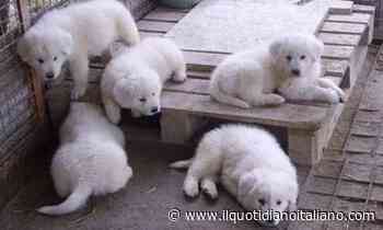 Catania, uccide a bastonate un cucciolo di pastore maremmano: denunciato 77enne - Il Quotidiano Italiano - Nazionale