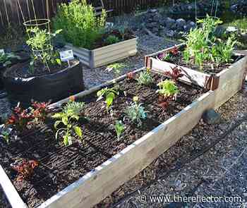 Master Gardener shares benefits of drip irrigation systems in gardens - The Reflector