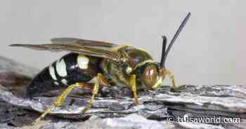 Master Gardener: Seeing more wasps this season? Find out about their purpose - Tulsa World