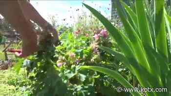 Weekend Gardener: Protecting yourself while working in the summer heat - KBTX