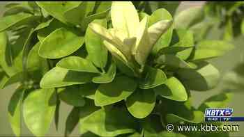 Weekend Gardener - Iron deficiency in citrus plants - KBTX