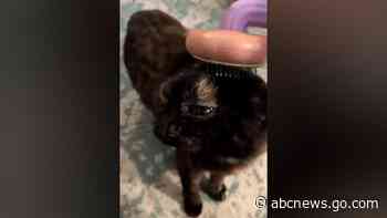 WATCH:  Cat loves to get hair brushed