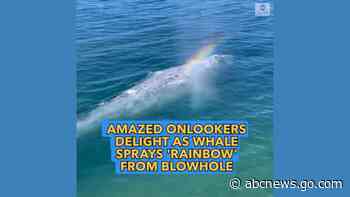WATCH:  Gray whale sprays a 'rainbow' from blowhole
