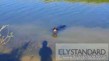 Cambs Fire Service came to aid horse trapped in Sutton river - Ely Standard