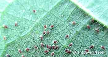 Master Gardener: Heat-stressed tomato plants draw dreaded spider mites - Tulsa World